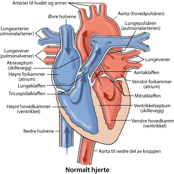 Hjertets anatomi og funksjon